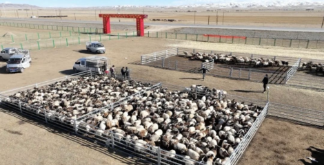 同德县 多措并举打造有机农畜产品输出地，推进畜牧业高质量可持续发展