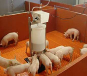 供养殖设备小猪喂料自动加热奶妈机 现代化养殖的智能帮手