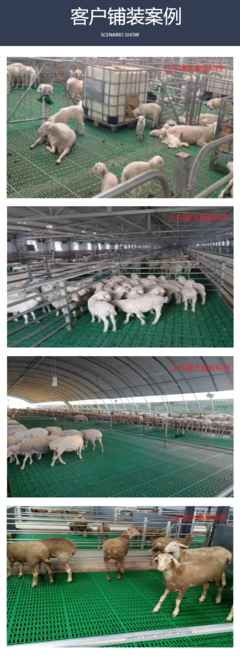 现代化养羊新选择 高强度畜牧产床、高架床与粪板施工全解析
