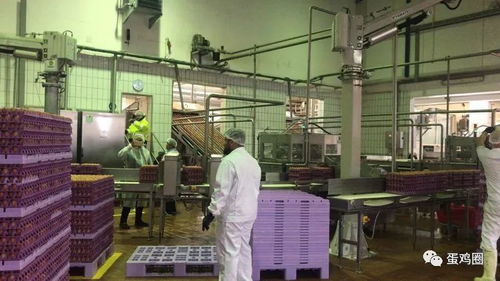 汉诺威畜牧展间隙探秘 老牌现代化蛋粉加工厂的施工革新