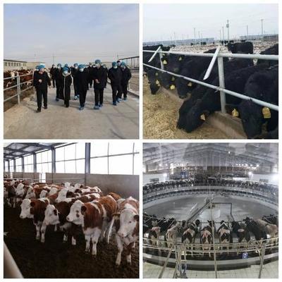 跨域取经拓思路 借智赋能促发展——我市畜牧局组织考察团赴张掖考察学习草食畜牧业先进经验