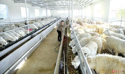 大新庄羊产业 从蓝图到现实的施工之路