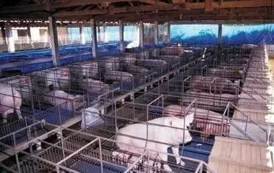 养猪场致富 一种可持续的农业发展模式