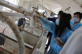 河南科技大学动物科技学院科技支农帮扶团 为中国中原地区畜牧行业发展添砖加瓦